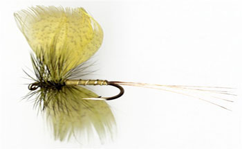 mayfly nymph